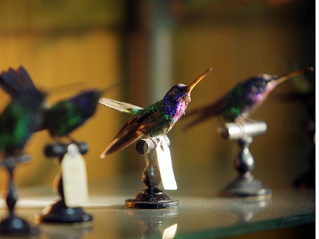 Esemplari di colibrì nella collezione del Museo Pietro Franchetti