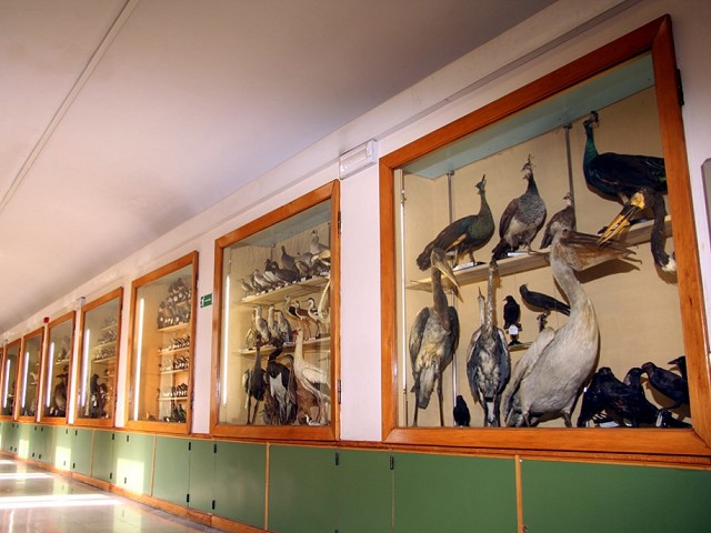 Vetrine della collezione naturalistica del Museo Pietro Franchetti